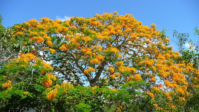 Krishnachura Flower